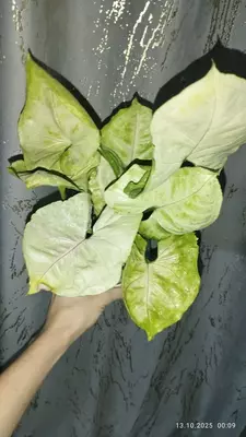 Singonium "Aljuzhen"