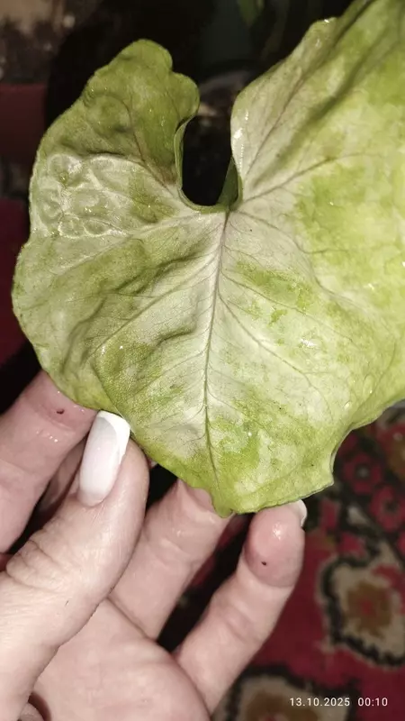 Singonium "Aljuzhen"