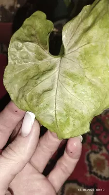 Singonium "Aljuzhen"