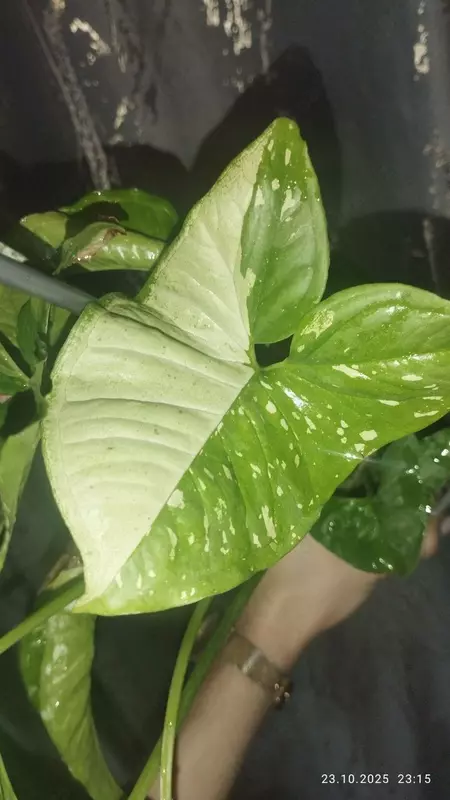 Syngonpium PINK SPLASH,