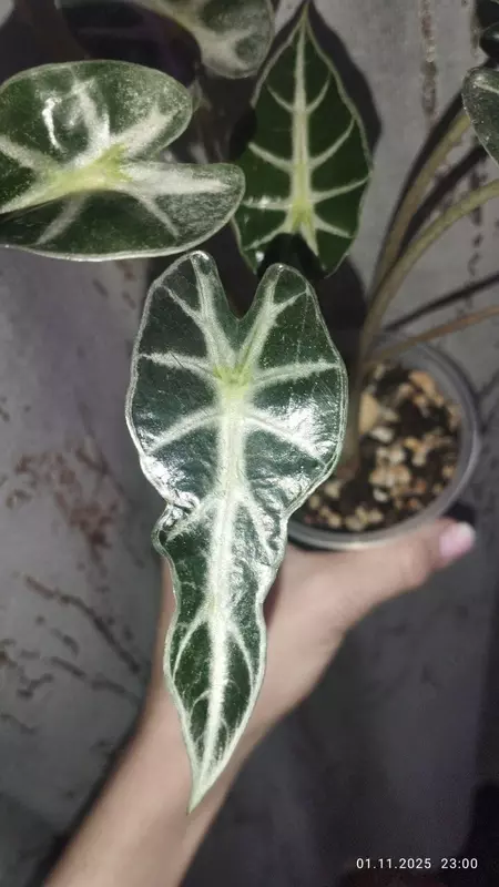 Алоказия Бамбино