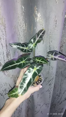 Alocasia Bambino